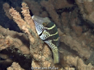 valentini toby puffer fish by Mariano Mañas 